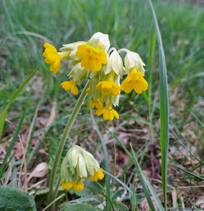 Blumen